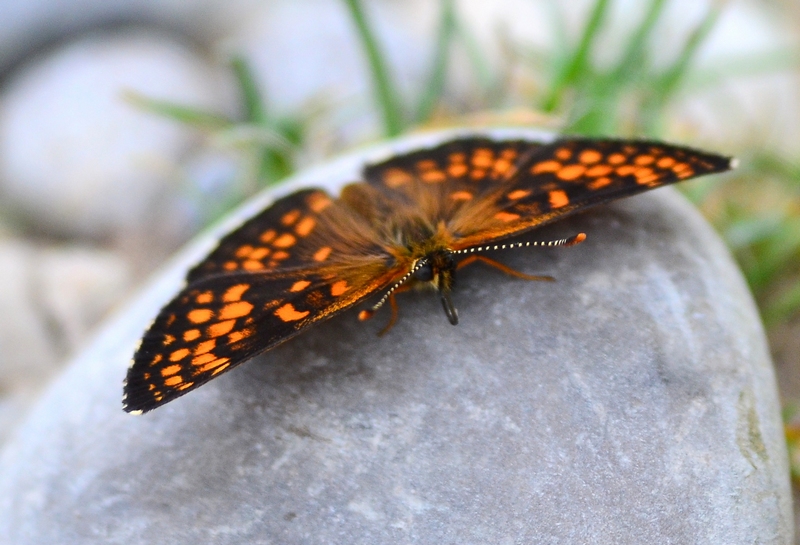 Melitaea